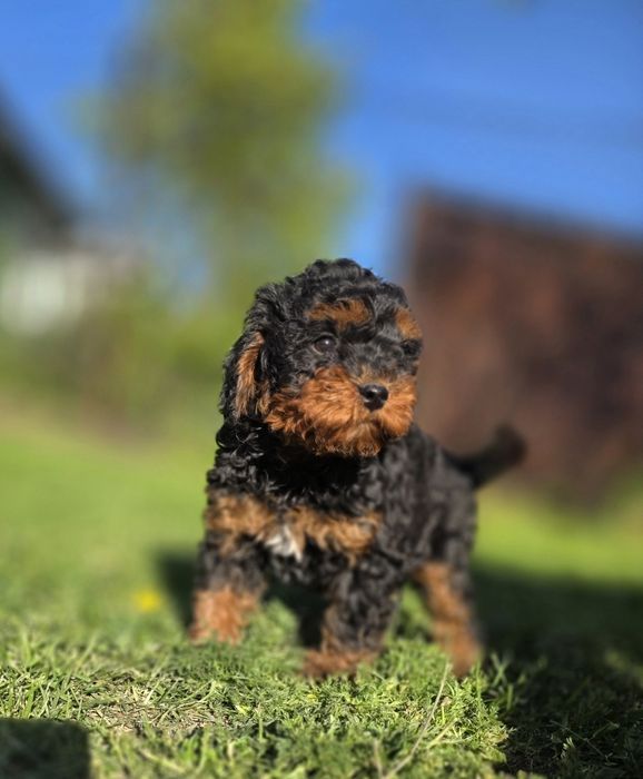 Cavapoo f1b piesek black&tan