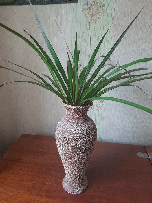 Растения для открытых площадок и офисов,большие и нарядные