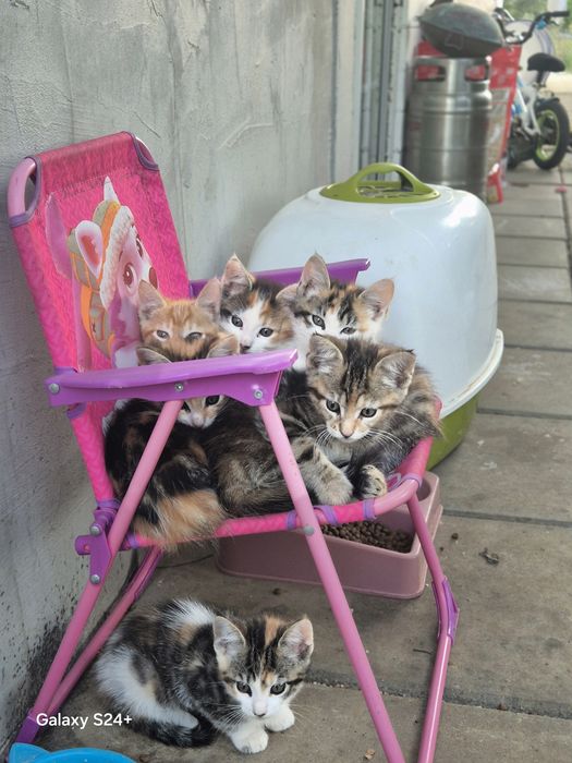 Gatinhos para dar