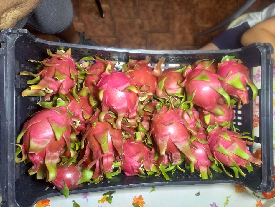 PITAYAS doces de polpa rosa
