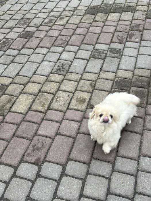 Пекінесик хлопчик 3,5 місяці зчеплений паспорт є