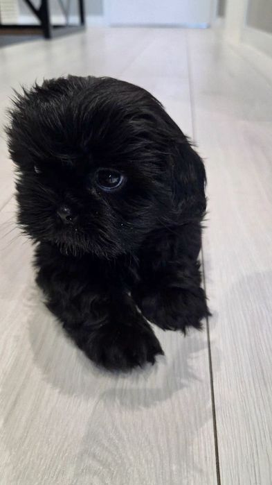 Shih tzu czarny piesek