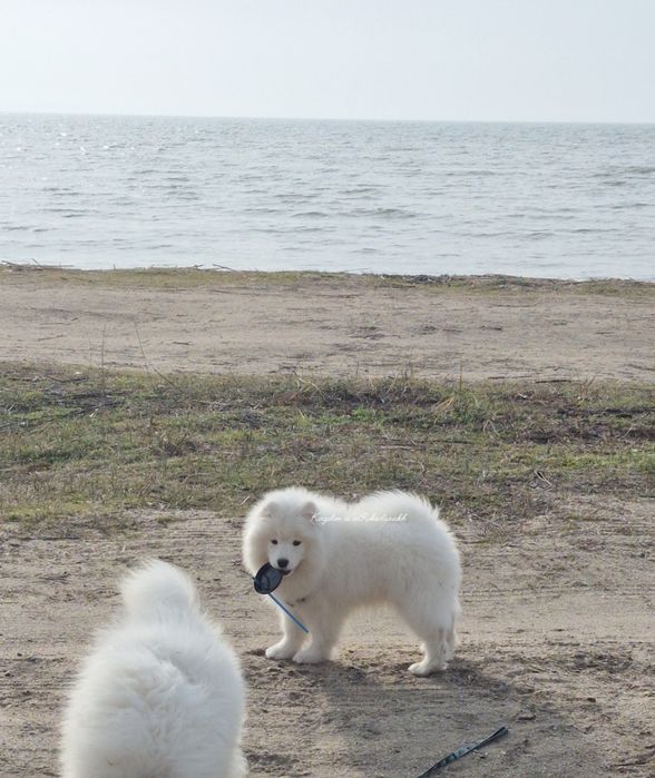 Красота та елегантність в цій красуні Самоеда!