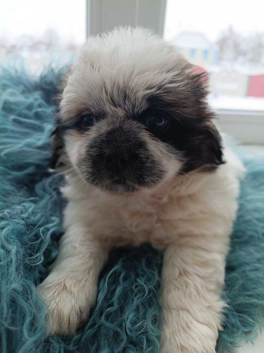 Продається Пекінес