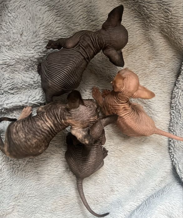 Котята сфинкс, кошеня сфінкс, кошенята сфінкс