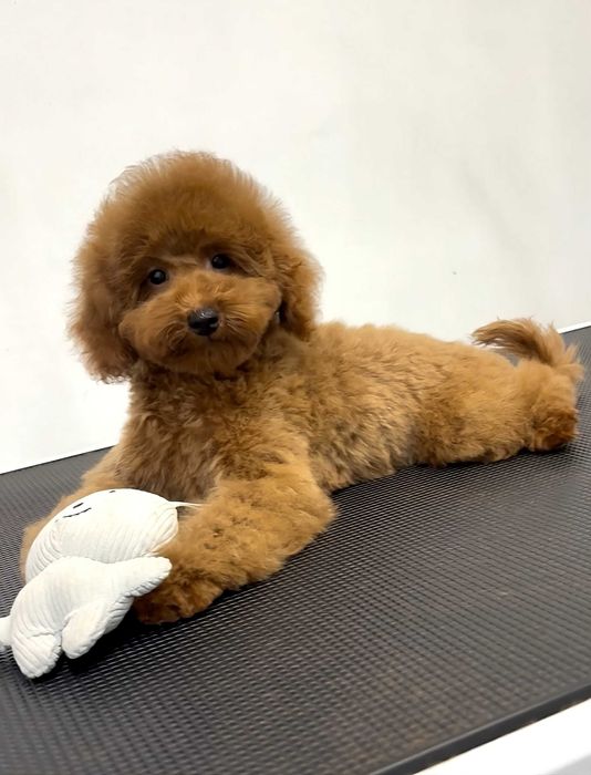 Пудель Той хлопчик, Red КСУ