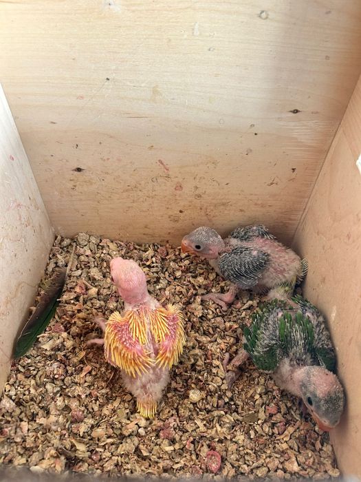 Diversas aves demosticados