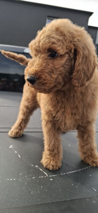 Goldendoodle f1b standard