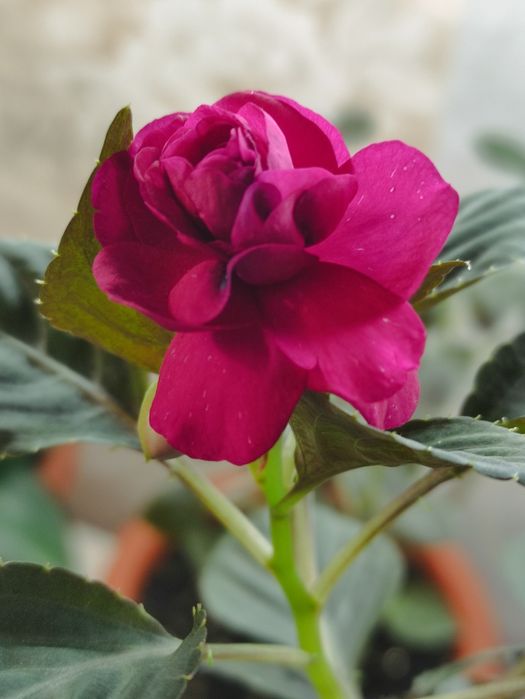 Бальзамин Fiesta Ole Purple Stripe