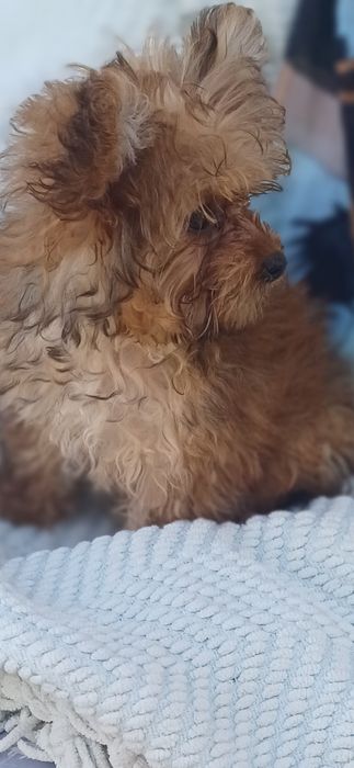 Я одна радість-йорчирський тер'єр