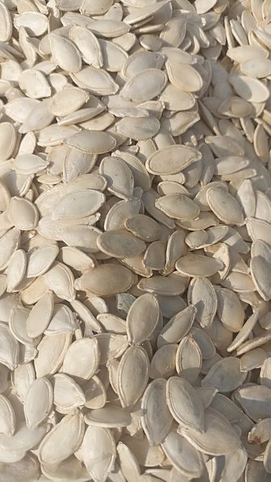 Продам гарбузове насіння. Українська багатоплідна.