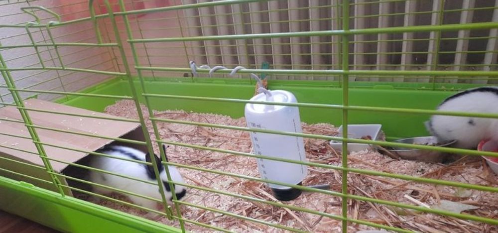 Dwie klatki dla gryzoni królika świnki