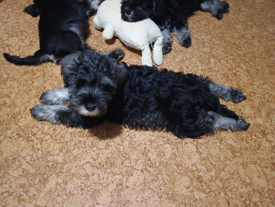 Цуценята цвергшнауцера