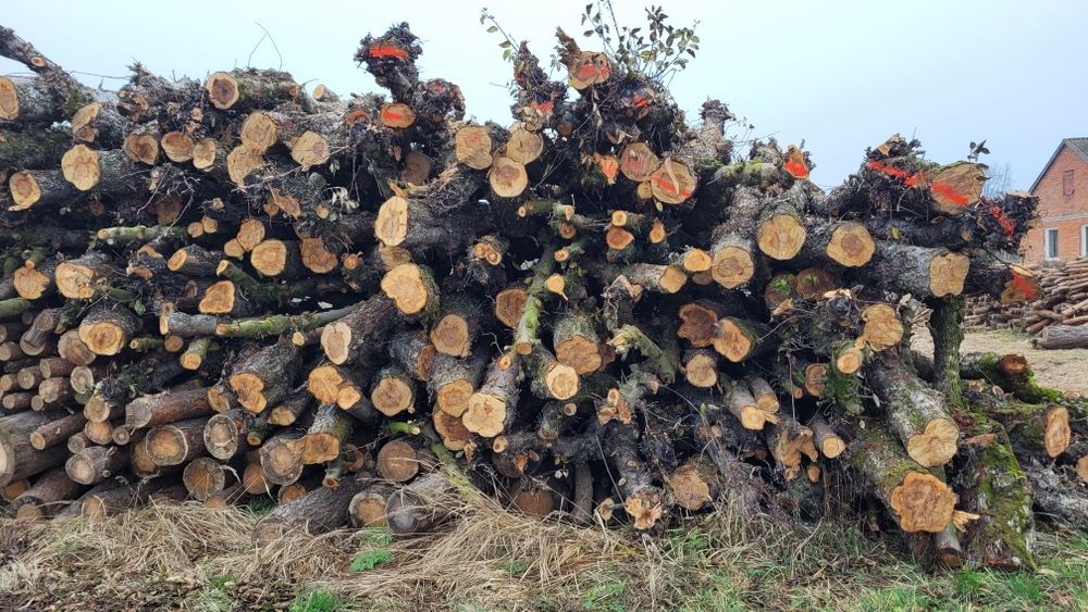 Jabłoń wałki hurt i detal drewno opałowe kominkowe super jakość i cena