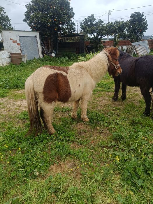 Cavalo .. pônei femia