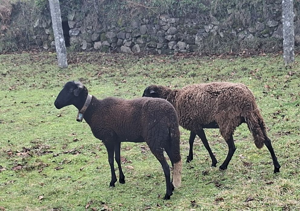 Ovelha  com 15 meses