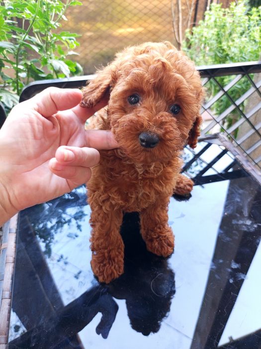 Чудова той- Пудель дівчинка.