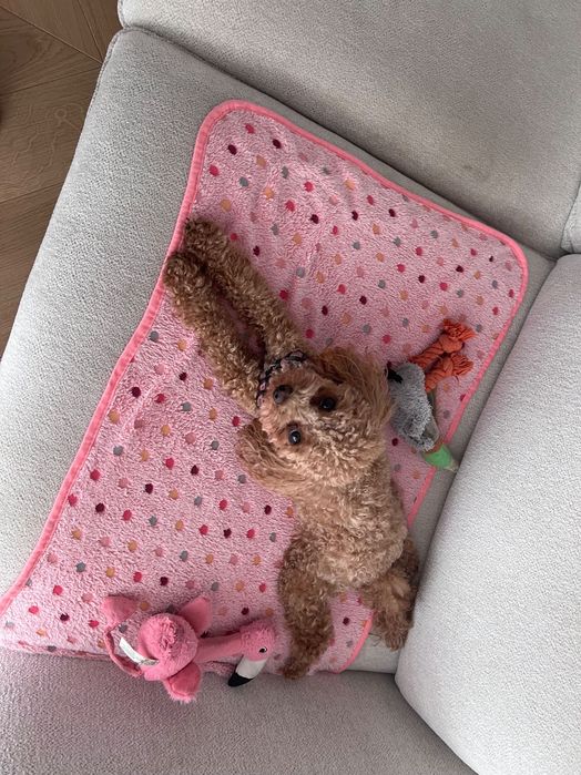 Pudel Toy Red/Apricot
