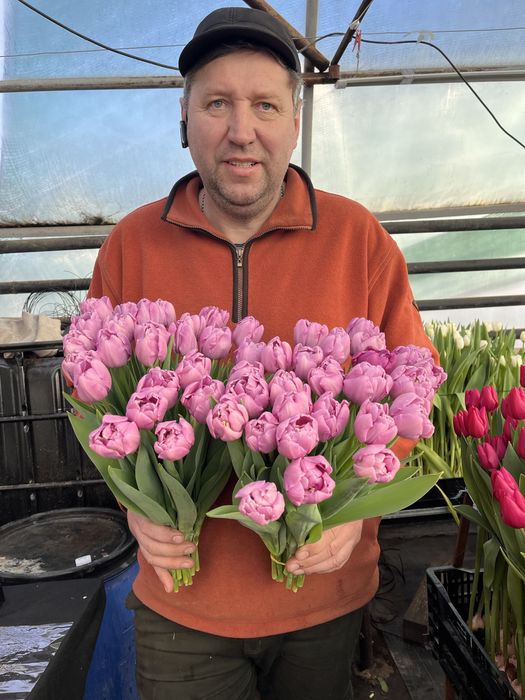 Тюльпани від виробника