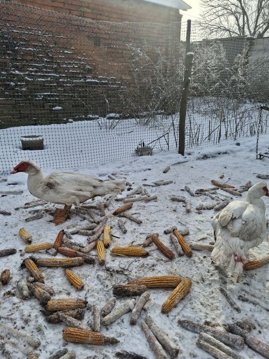 мускусні качки білі