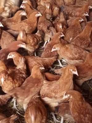 Kury Młode Nioski Rosa