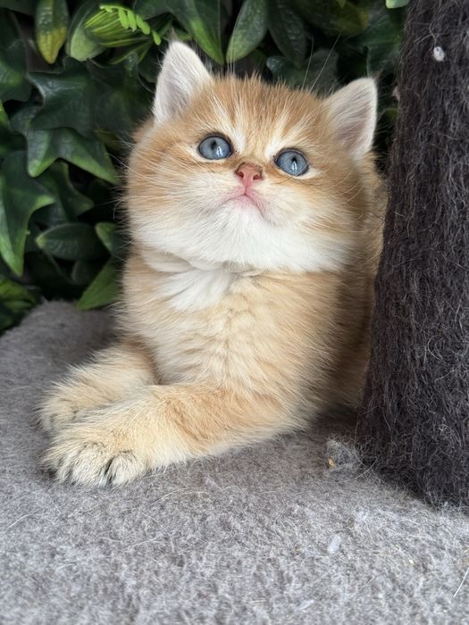 Macho british shorthair