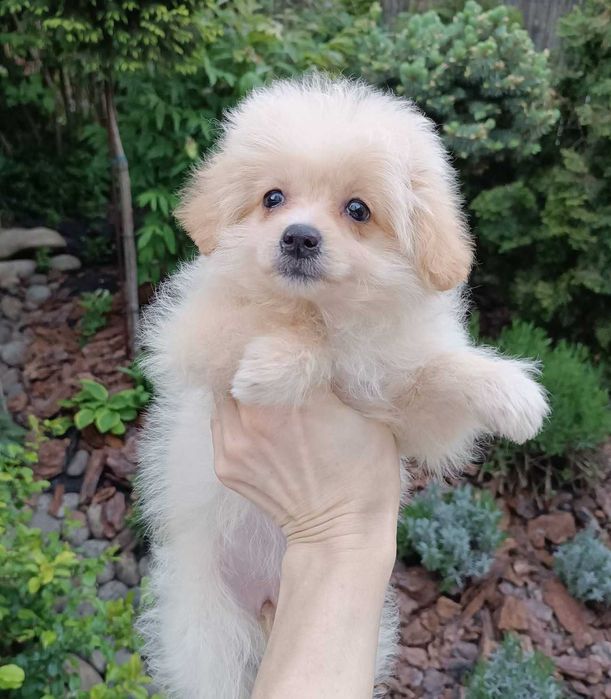 Cream PomaPoo юная непоседа из Киева. Любознательная и любвеобильная