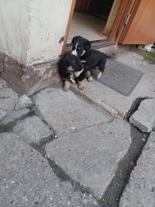 Niemiecki /border collie szczeniaczki