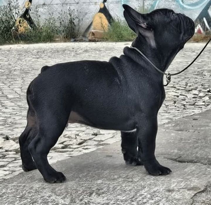 Bulldog Francês Macho