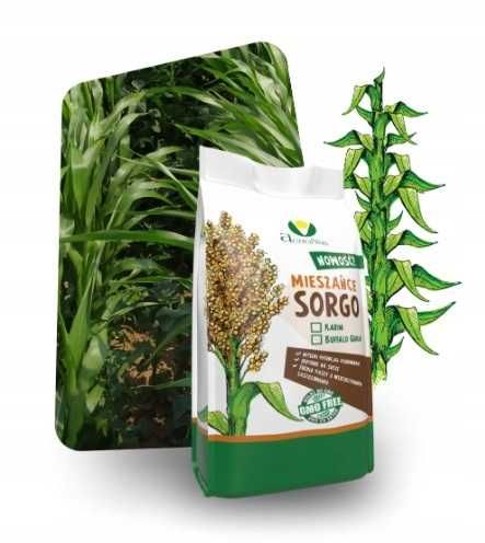 Sorgo kiszonkarskie, sorgo do siewu, kwalifikat sorgo na 1ha nutrihony