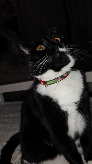 Загубилась/зникла кішка с. Коростів, Львівська область (Rest Wood)