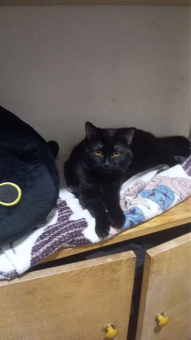 Отдадим котов в хорошие руки!