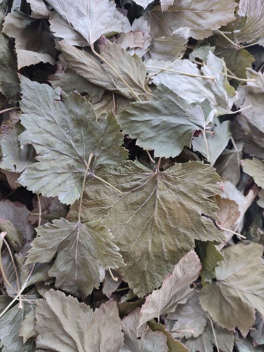 Листя смородини сухе висушене сушене