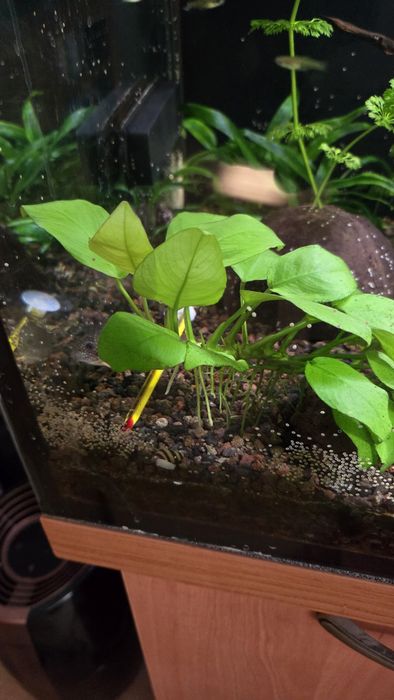 Anubias mini szczepka
