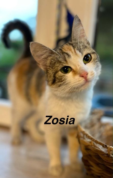 Zosia błaga o szanse