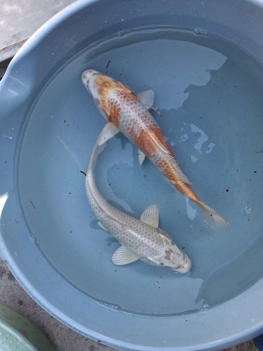 Szczupak lin karp koi