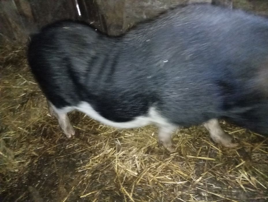 В'єтнамський кнур. Кабан молодий