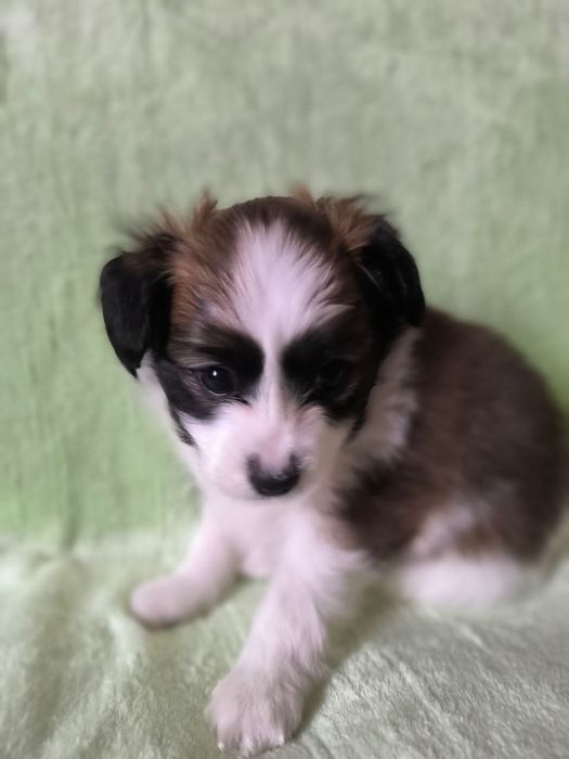 Цуценя хлопчик РАФАЕЛЛО континентальний той спаніель фален