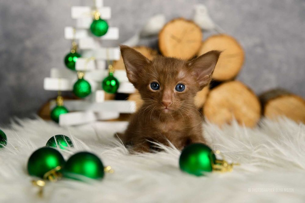 Ориентал. Орієнтал. Кошенята орі