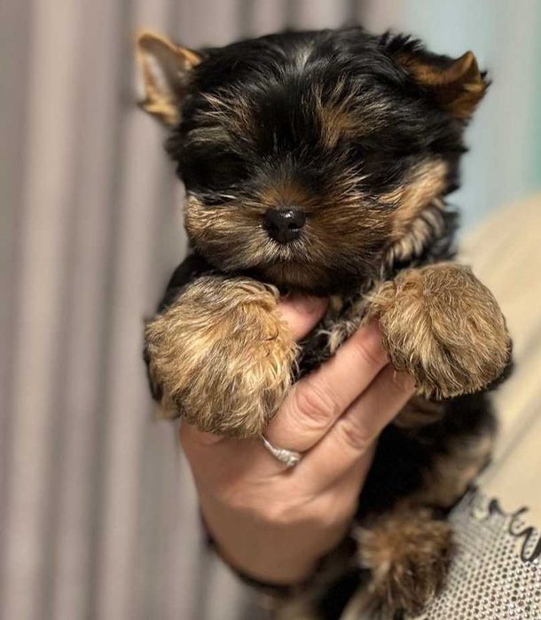 Йоркширский терьер. Девочки, мальчик.