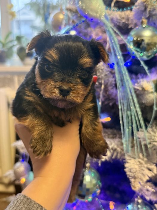 Йорк,Йоркширский терьер