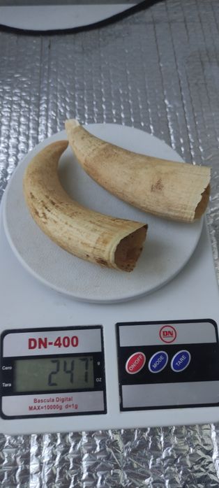 Продам клыки кашалота