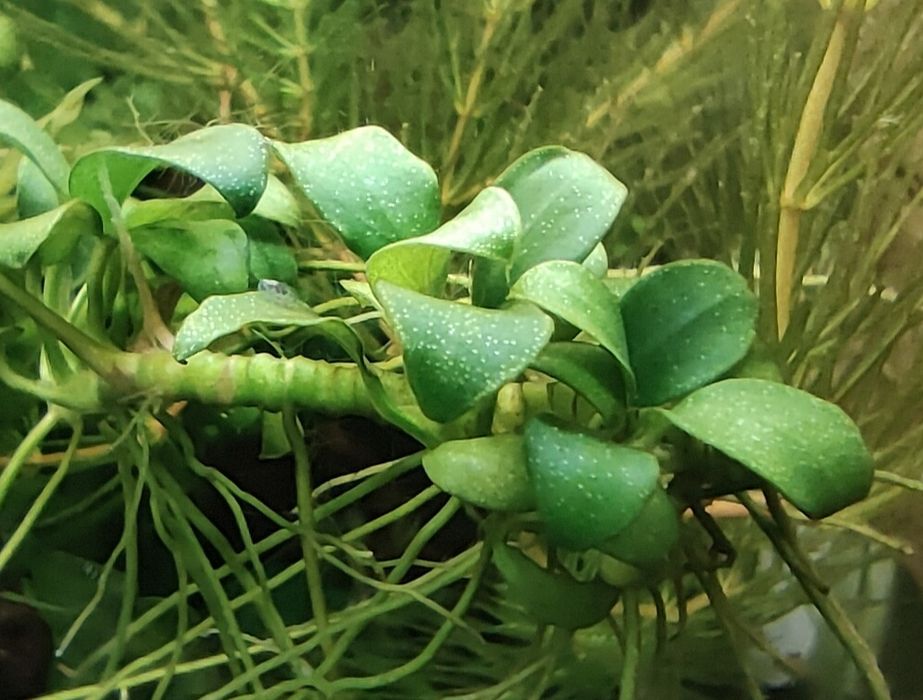 Anubias Barteri nana bonsai