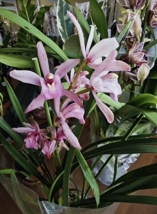 Цимбідіум (перецвів) рожевий