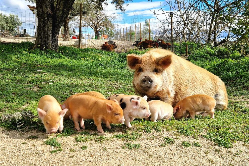 Porcos Kune Kune Juvenis (8 meses) – Para Estimação / Pastoreio