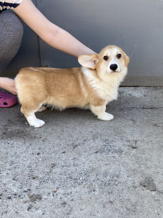 Вельш-корги (мальчики и девочки)