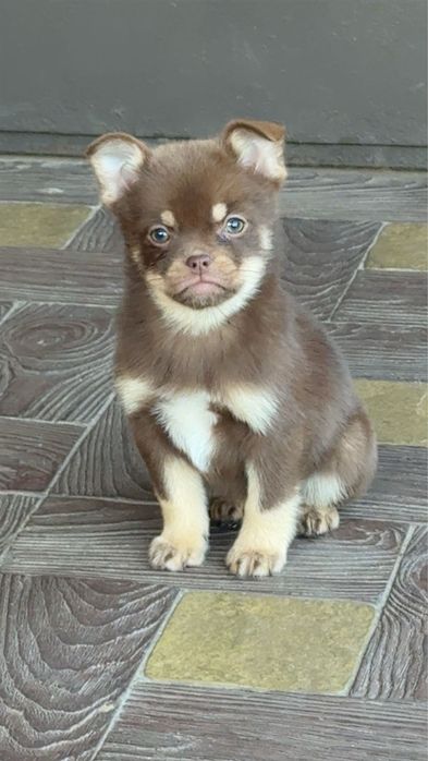 Дівчинка метис шпіца