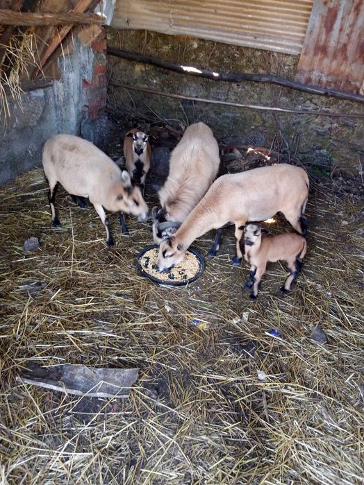 Vendo ovelhas e crias