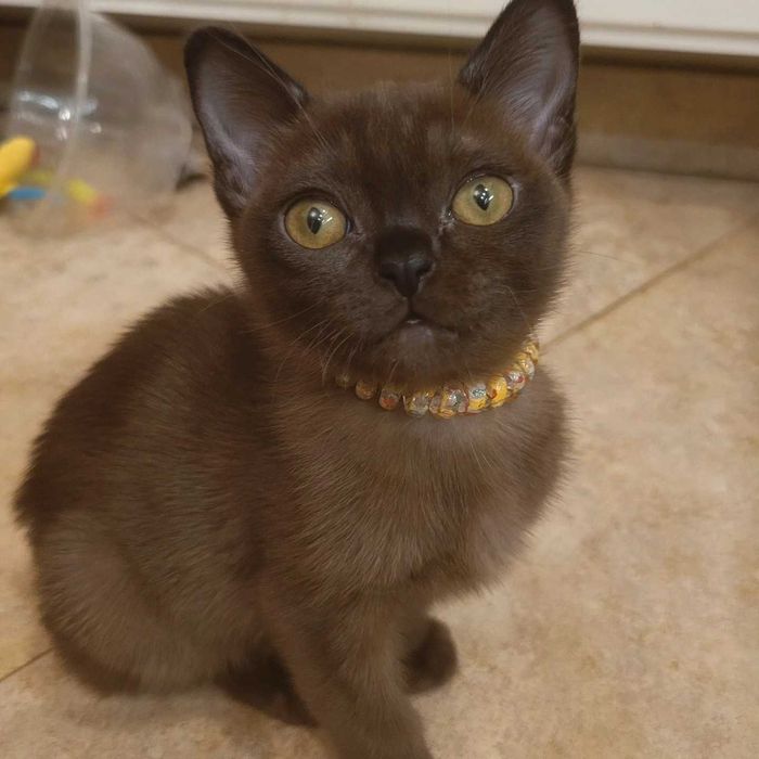 Выразительные глаза, особенность американской бурмы!