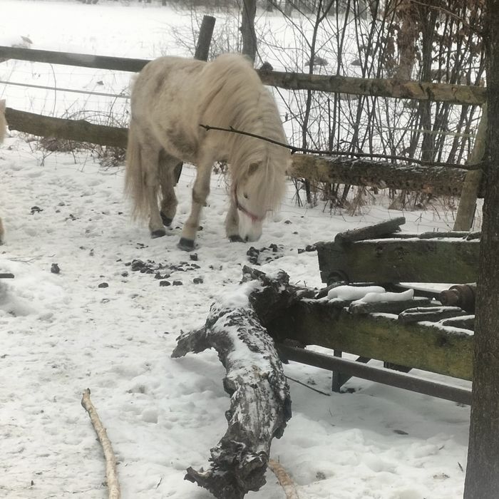 Kucyk, ogierek ok 10 lat. Łagodny.